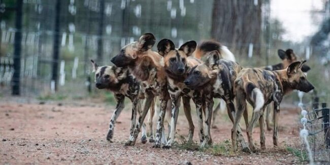 Conservation Wild Dogs Conservation Wild Dogs